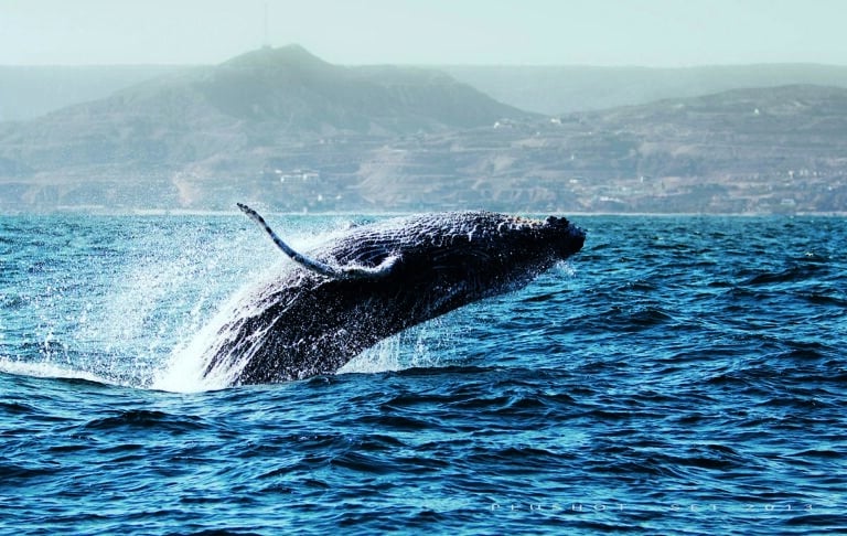 ballena-jorobda