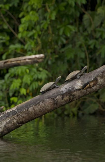 Tortugas-taricaya-Reservada-del-Parque-Nacional-del-Manu1